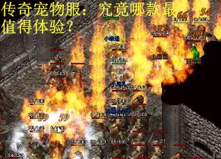 传奇宠物服：究竟哪款最值得体验？