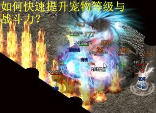如何快速提升宠物等级与战斗力？